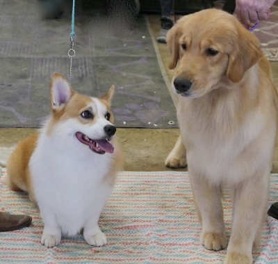 彭布罗克威尔士科基犬