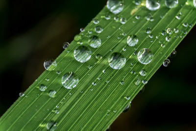 露水