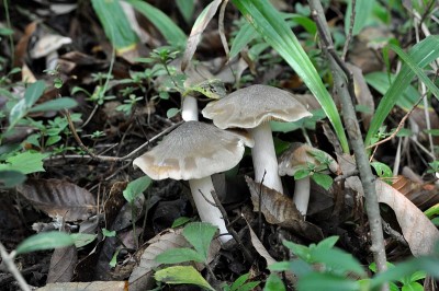 野蘑菇