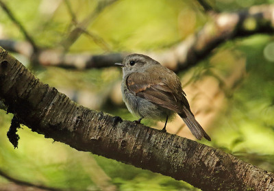 巴塔哥尼亚暴君（Colorhamphus parvirostris）