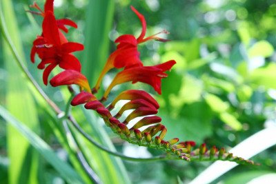 美丽的红色Crocosmia花在夏季