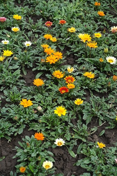 夏日里，五颜六色的花