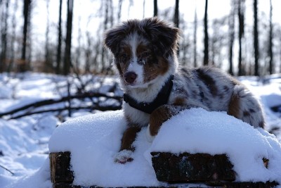 狗狗小狗冬天的雪
