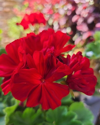花的美
