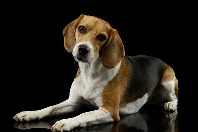 工作室拍摄的可爱的小猎犬