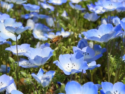 尼莫菲拉蜜蜂