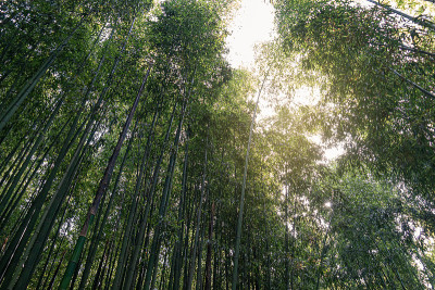 韩国蔚山夏日竹林之旅，清凉清新