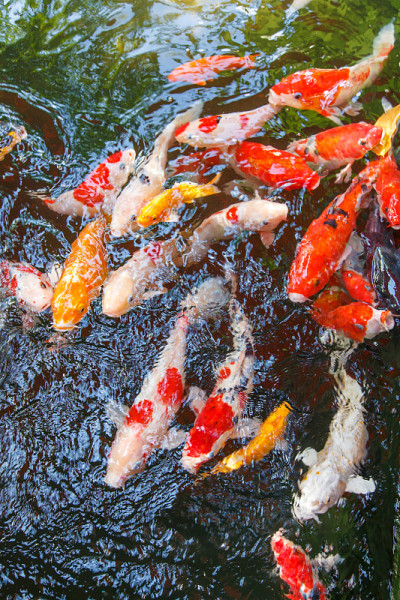 锦鲤池