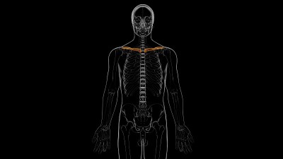 人类骨骼解剖锁骨3D渲染