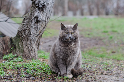 街猫。院子里的斑点猫正在散步。被遗弃的宠物。一个宠物。Tomcat。