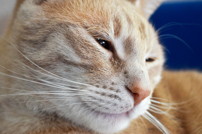一个可爱的姜黄色的猫的肖像