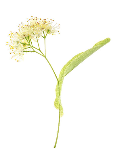 菩提树花孤立在白色的背景上