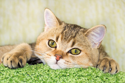 小猫