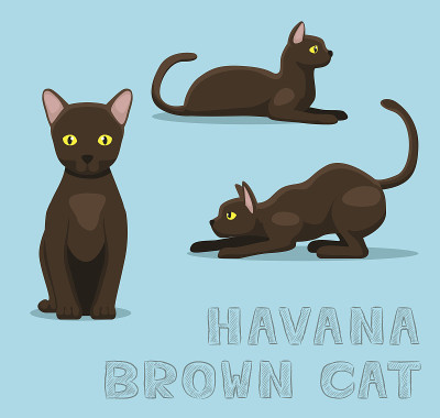 猫哈瓦那棕色猫卡通矢量插图