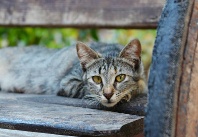 街猫