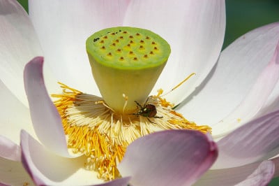 莲花和错误