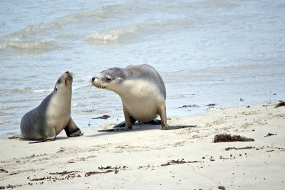 two female sea lions on a beach