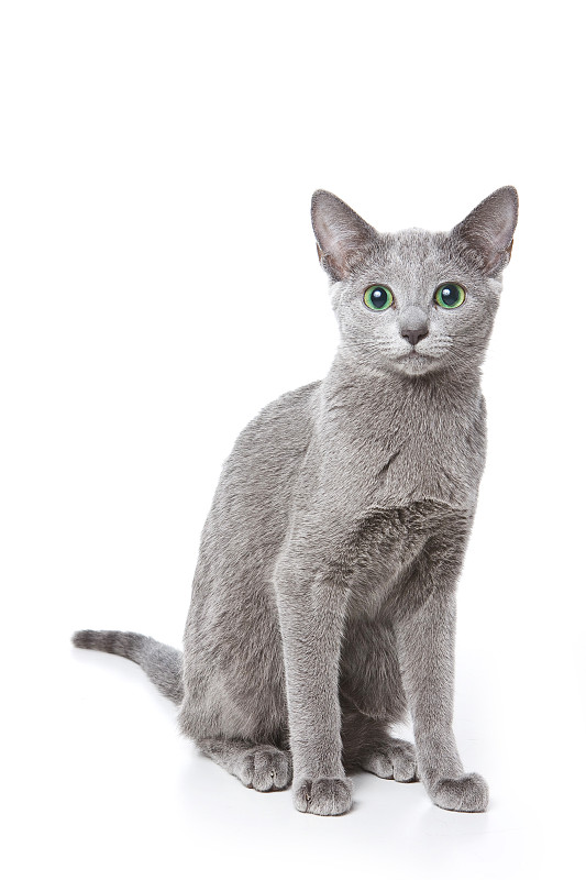 绿眼睛的俄罗斯蓝猫(孤立于白色之上)