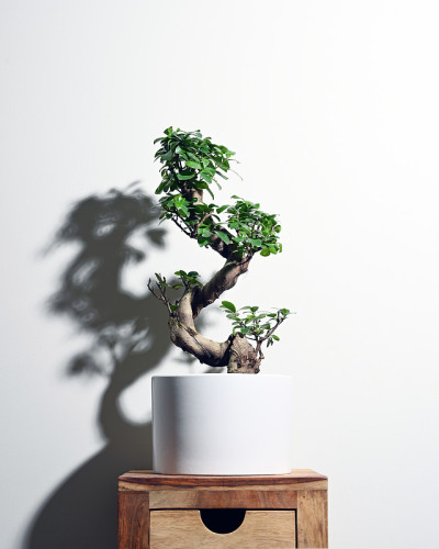 人参榕盆景植物，白色盆景带影