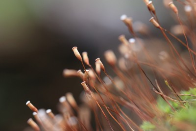 孢子囊的苔藓