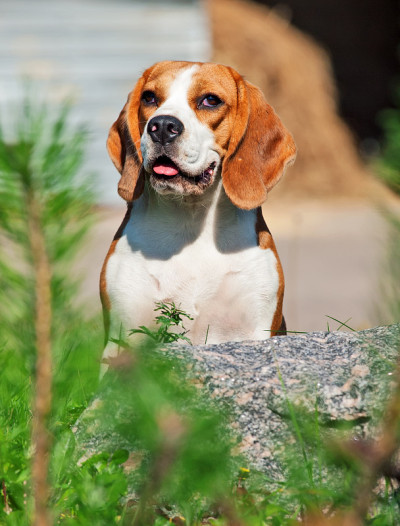 小猎犬的画像