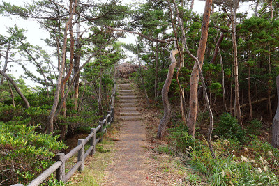 森林里红松和黑松生长的小路。日本宫城县气仙沼市大岛市。