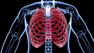 人体骨骼解剖肋骨笼3D渲染