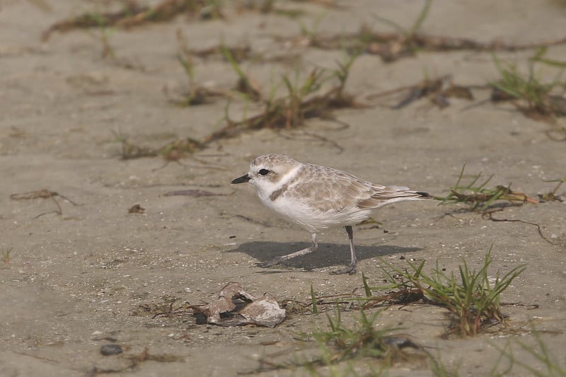 雪鸻（非繁殖）（charadrius nivosus）