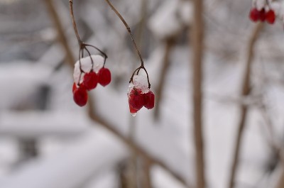 冬天，白雪覆盖着荚蒾红色的果实