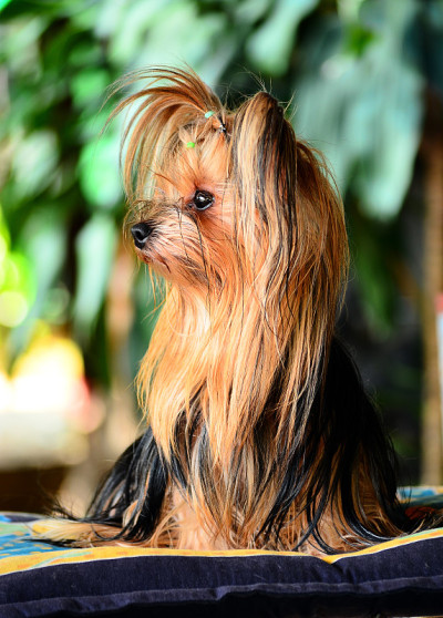 约克郡犬