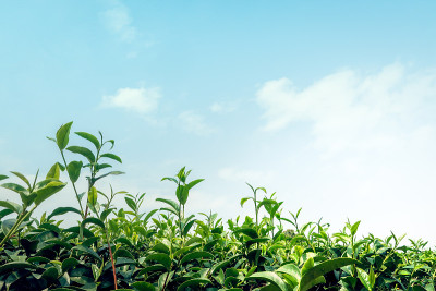 泰国清莱Mae Chan茶园，清新的绿茶和嫩芽以蓝天为背景。