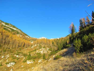 高山景观与金色的落叶松