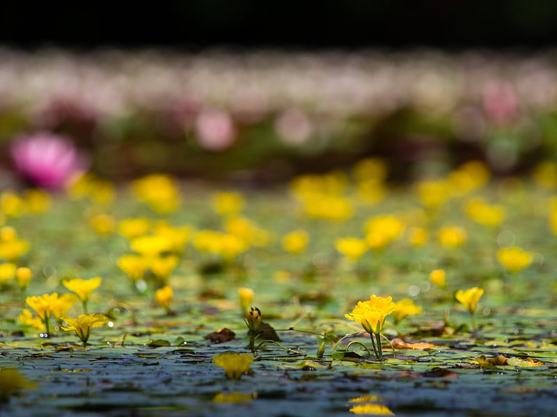 《水上花》《黄色浮心》