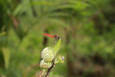 蜻蜓或蜻蜓在自然界