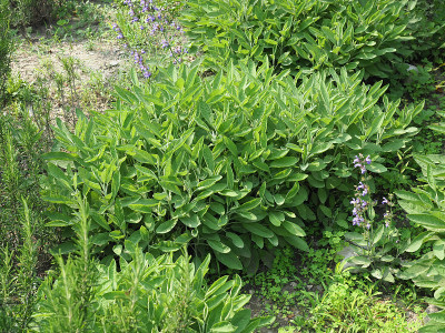 鼠尾草