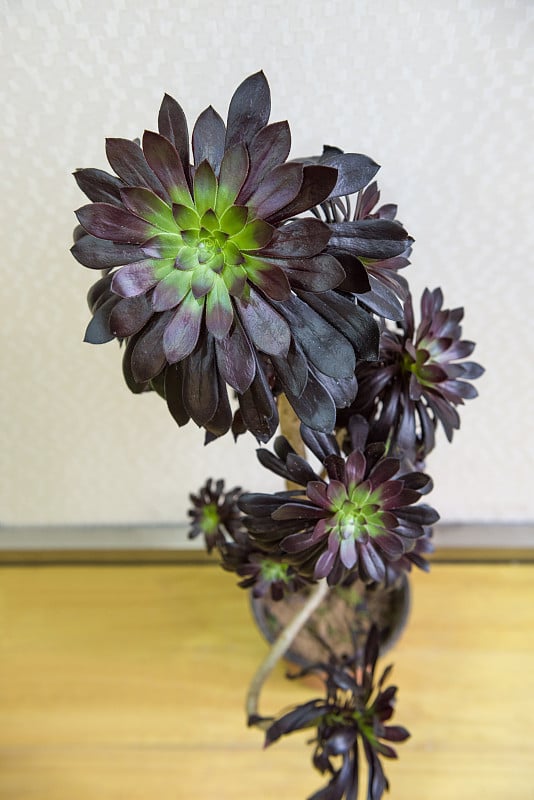 鸟瞰图Aeonium arboreum。