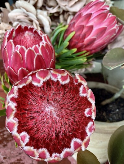 粉红冰Protea花