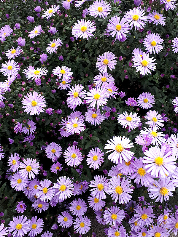 Aster紫色花园。蕨属的一种植物。对比紫色的花在黑暗的叶子背景。