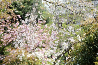漂亮的樱花背景