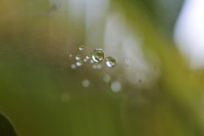 雨滴落在蜘蛛网上。以水珠为背景