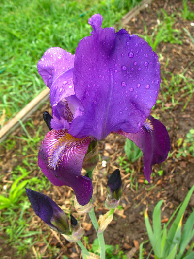 虹膜花