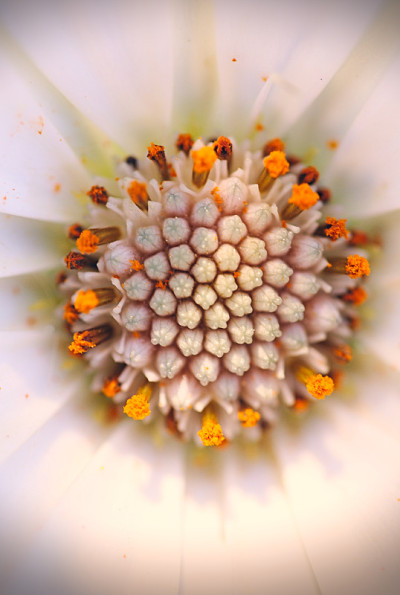 雏菊花