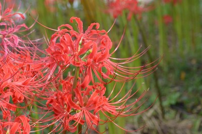 石蒜开花