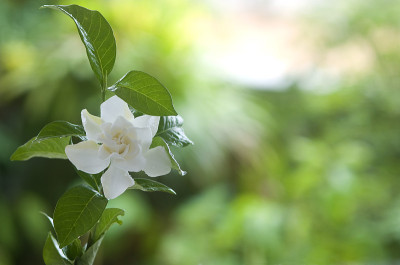 美丽的白色栀子花或茉莉花
