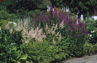 Astilbe