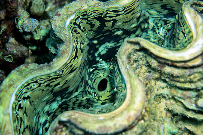 Tridacna