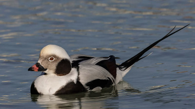 长尾鸭(Clangula hyemalis)，在北美通常被称为古squaw，是一种中型海鸭