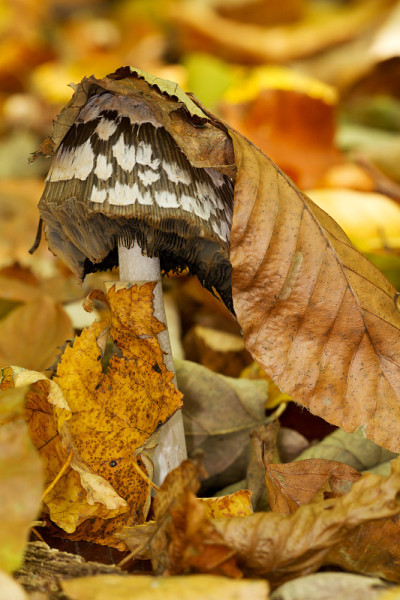 Coprinus picaceus