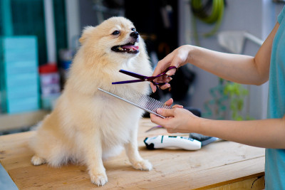 有人用剪刀为博美犬或小狗梳理或剪毛