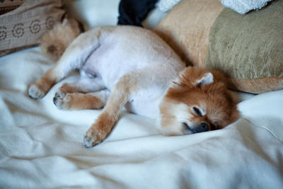 短毛犬品种斯皮兹正在床上睡觉